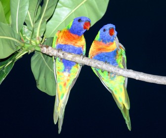 Two Parrots On Tree Wallpaper