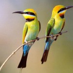 Two Small Birds On Branch Wallpaper