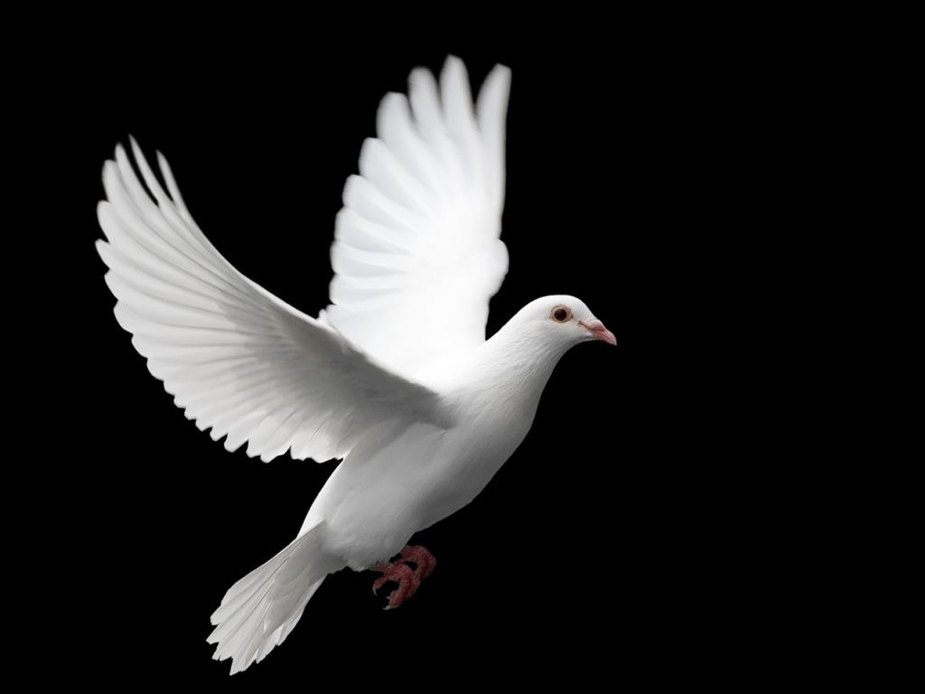 White Dove Flying Black Background Wallpaper 1024×768