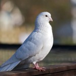 White Dove Standing Wallpaper