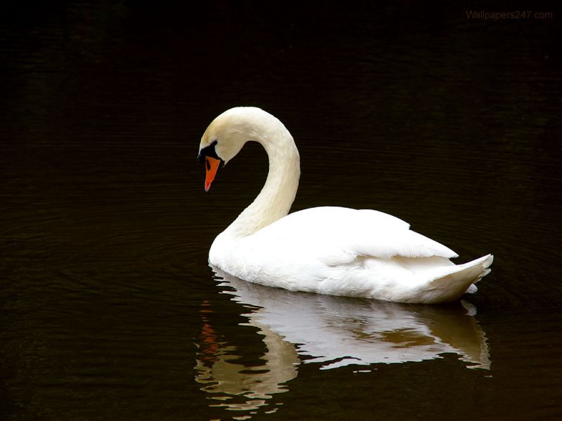 White Swan In The Water Wallpaper 800x600